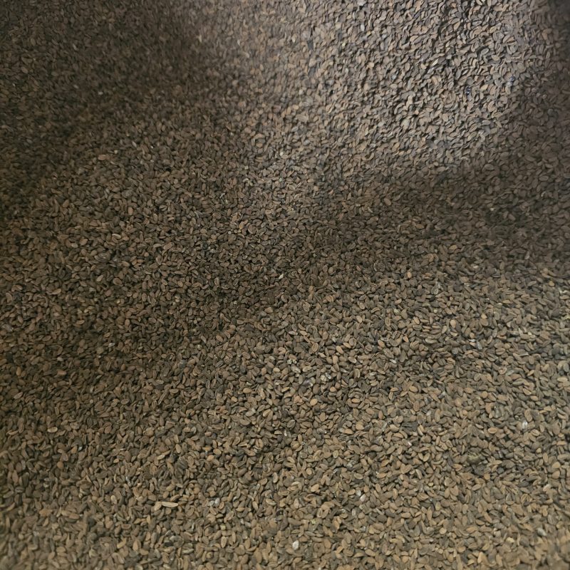 Facelijos sėklos 1kg